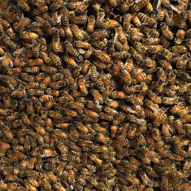 White Pine Mountain Apiary