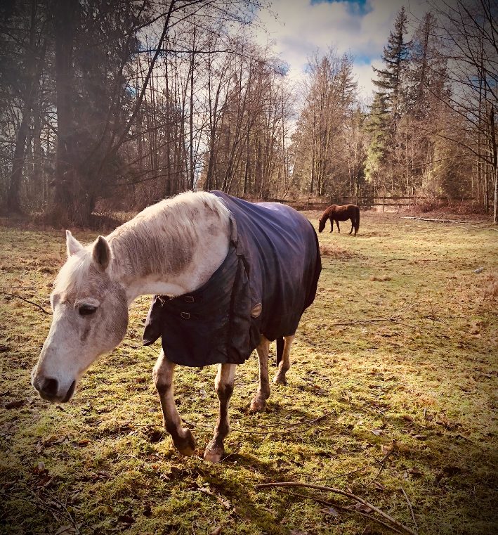 horses at soil & shovel farm, langley, bc, young agrarians, farm jobs