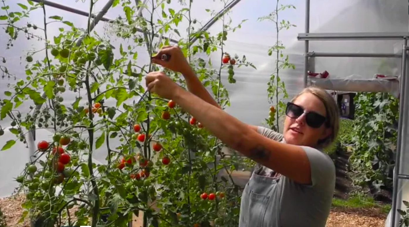 young agrarians farm videos tomato pruning