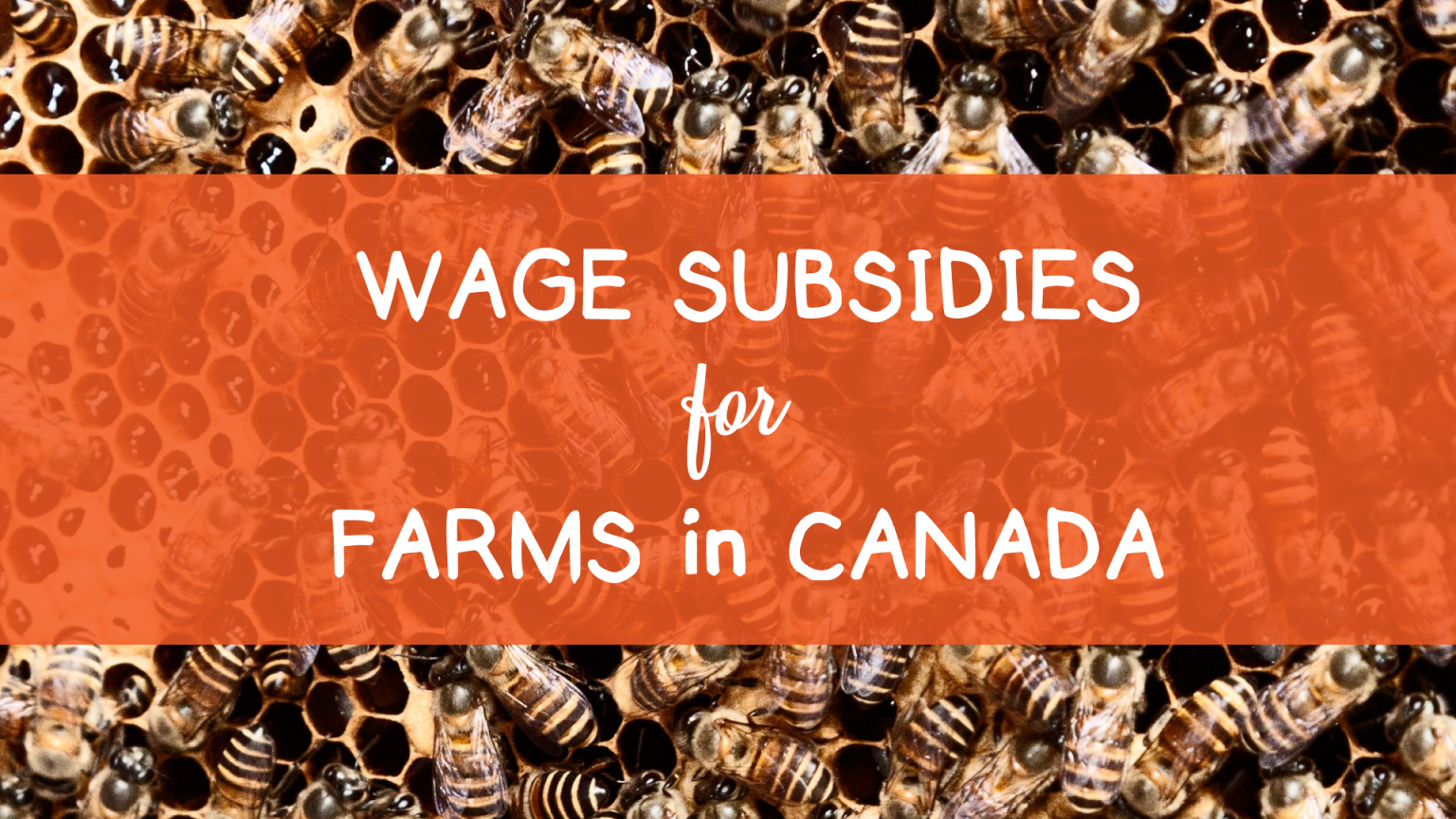 Connecting New Farmers to Business Tools & Mentorship