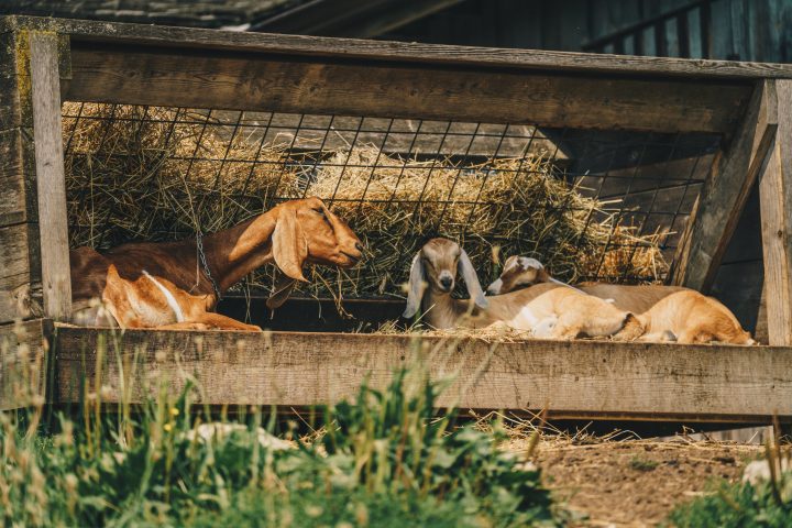 young agrarians, ecommerce, websites, farmers