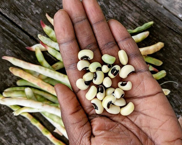 Local Seed producers in Canada, young agrarians, bc, alberta, saskatchewan, manitoba