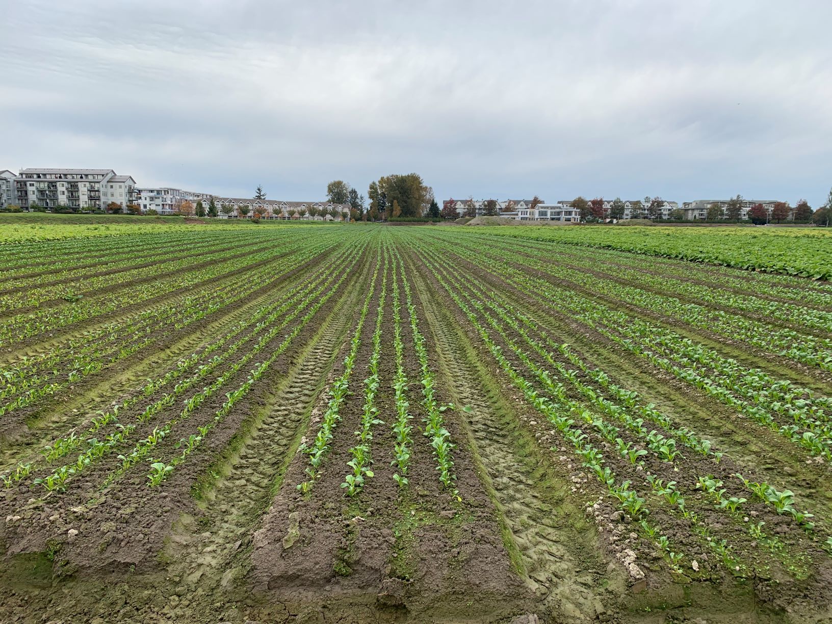 field crops growing panatch group farm job richmond vancouver bc