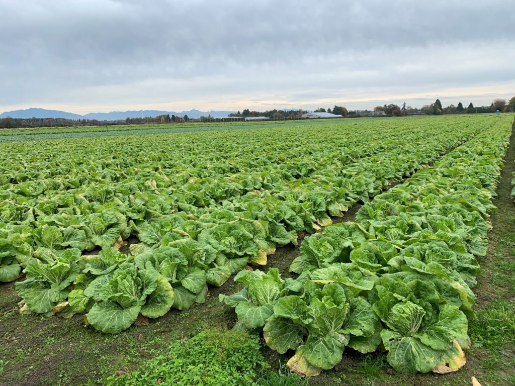 field crops growing panatch group farm job richmond vancouver bc