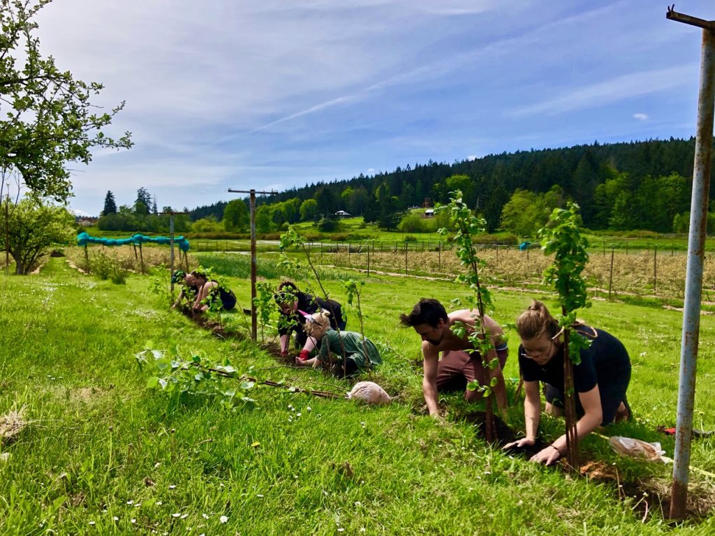 planting at yellow point farm job ladysmith vancouver island young agrarians