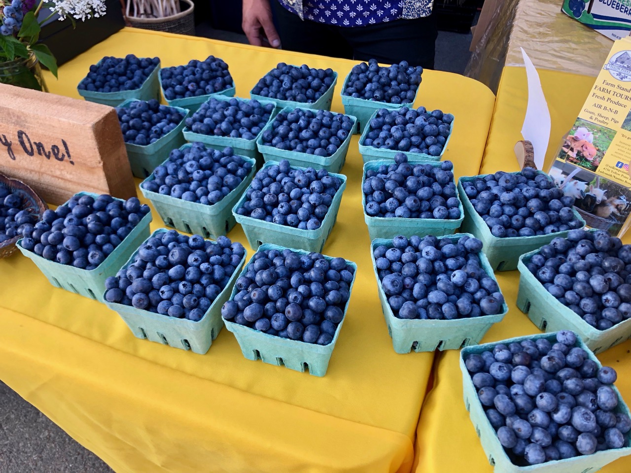 blueberries at yellow point farm job ladysmith vancouver island young agrarians