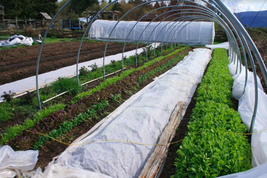 ol' macdonald farm, duncan bc, vancouver island, farm jobs