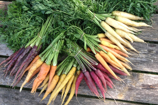 ignatius farm guelph ontario farm jobs