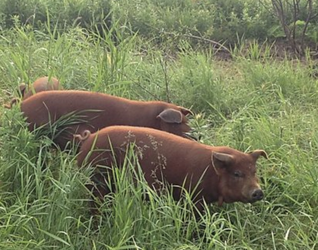 pigs at rock's end farm