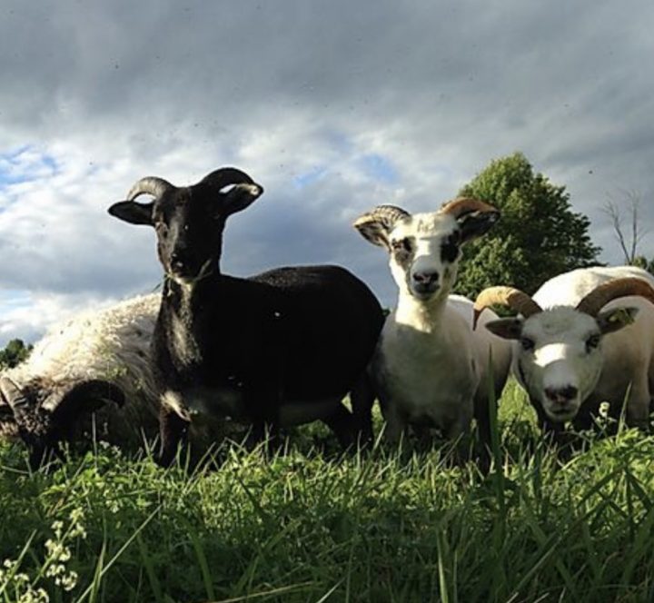 goats at rocks end farm farm job wakefield