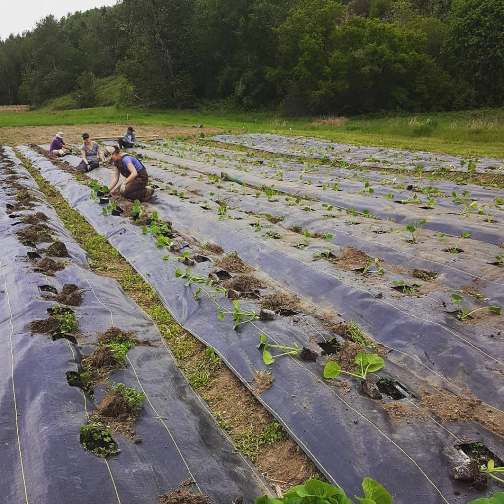 puddle produce field