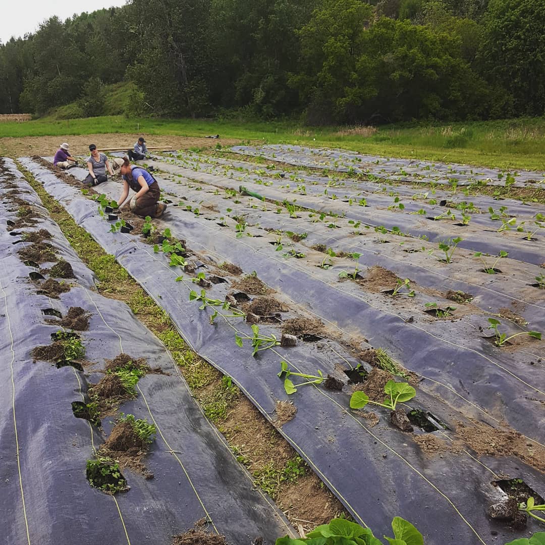 FARM JOB SODA CREEK, BC Puddle Produce Farm, Farm Hand