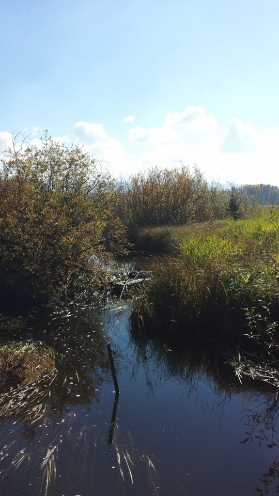 LAND OPPORTUNITY 160 acres of fields and forest for grazing near