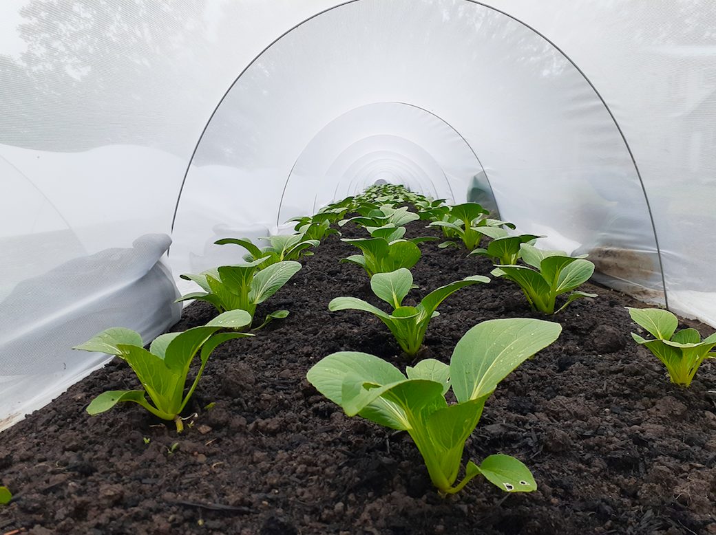 wind whipped farm metchosin vancouver island farm hand young agrarians jobs
