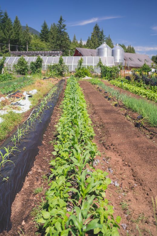 persephone job posting