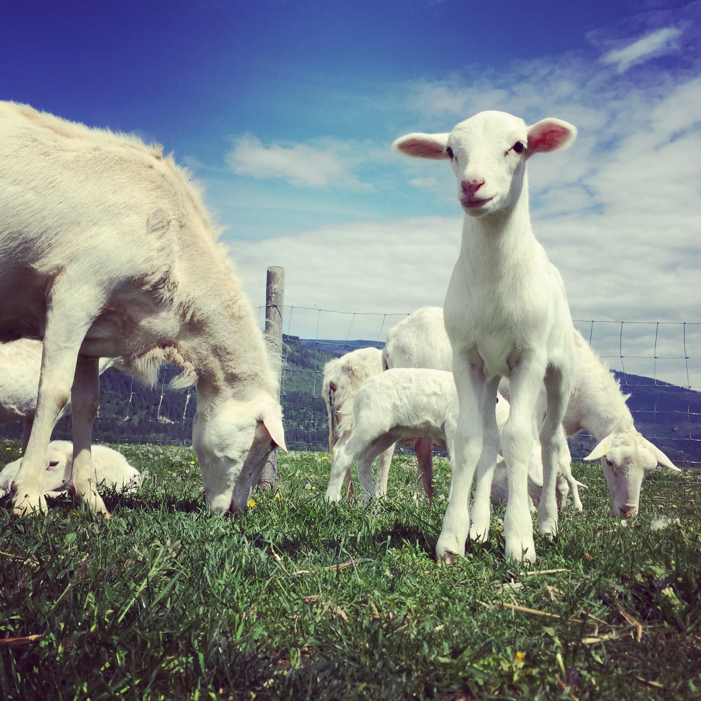 Goat River Farms job creston lamb