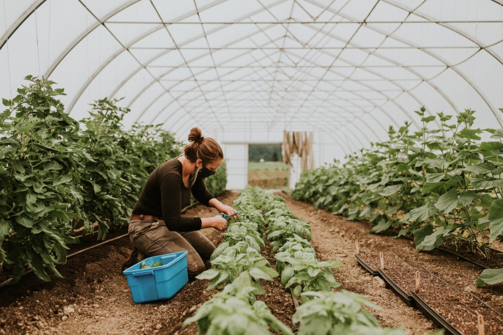 field house farm jobs young agrarians, basil greenhouse