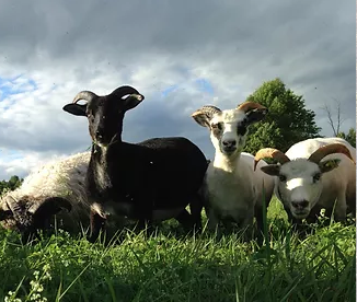 rock's end farm sheep