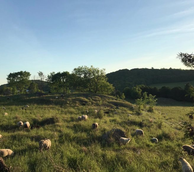 rock's end farm sheep