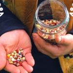 Support Sovereign Seeds: Indigenous-led Seed Crisis Response Circle