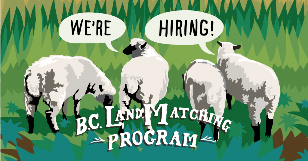 Four sheep with text We're hiring! B.C. Land Matching Program