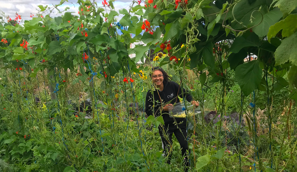 summerhill pyramid winery job