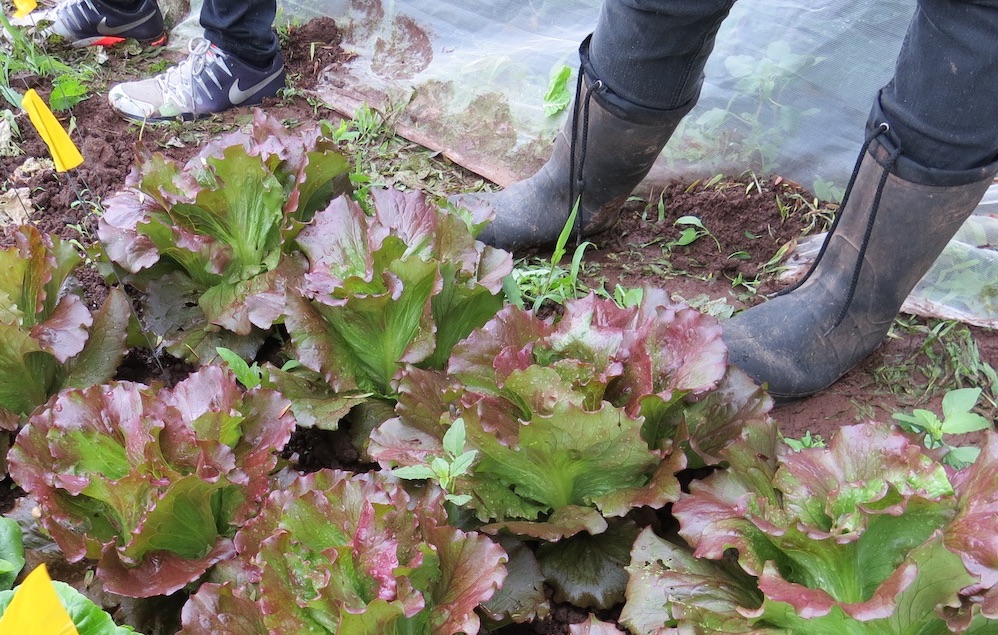 seedchange grant writer job