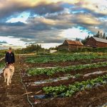 FARM JOB: NANAIMO, BC – Nanaimo Foodshare Urban Farms Project (Five Acre Farm and Cline Farm), IRP Farm Manager