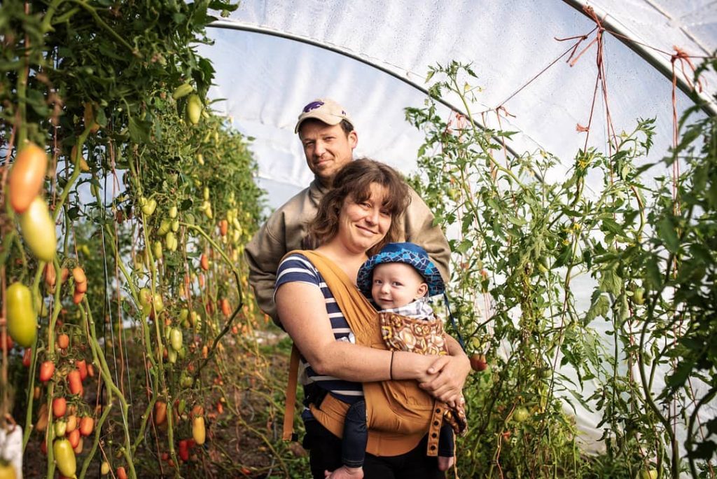 growing tomatoes in the north hope farm organics