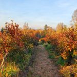LEASED – LAND OPPORTUNITY:  9 Acres With Blueberries for Lease – Abbotsford, BC