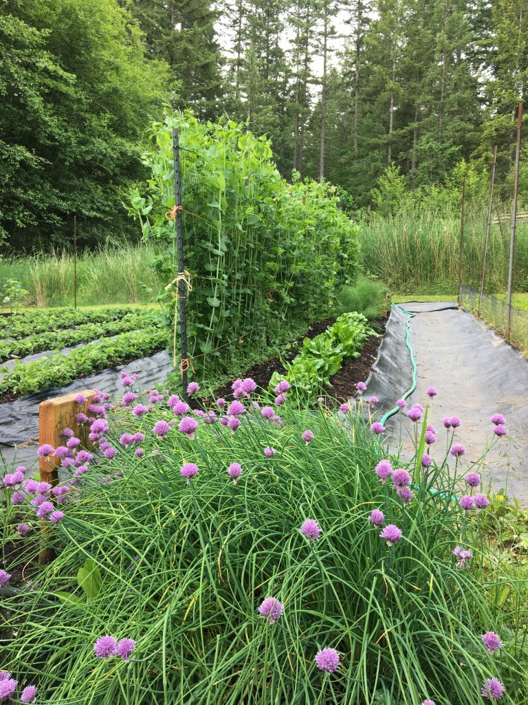 rebeccas garden peas and lettuce