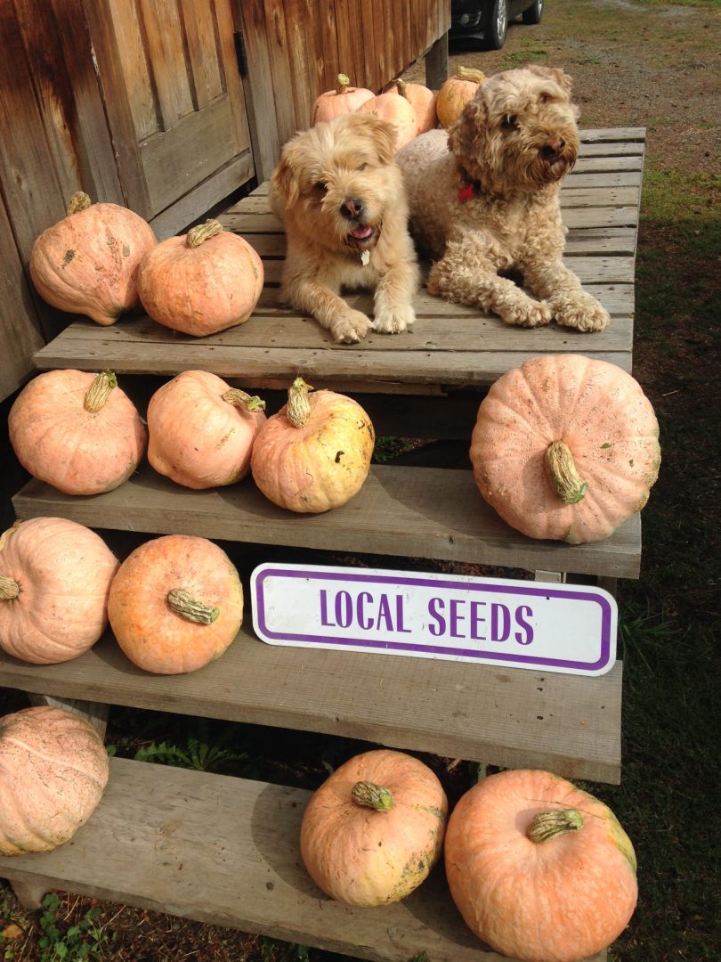metchosin farm