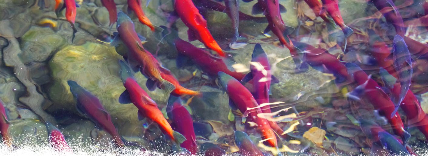 bringing the salmon home