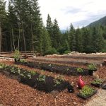 LAND OPPORTUNITY: Land share on organic farm in development in Slocan Park