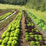 [FILLED] FARM JOB: SALMON ARM, BC – Sacred Earth Eco-Farm, Farm Hand