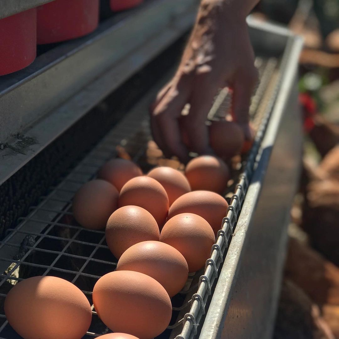 tsawwassen farm school eggs