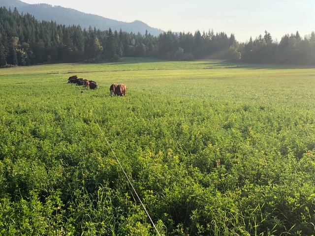 fresh valley farms cows