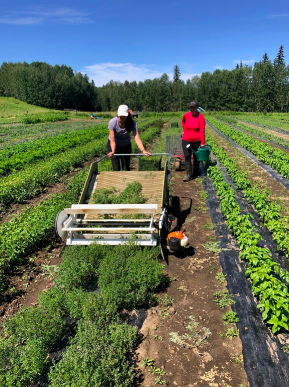 chickadee herb farm apprenticeship alberta