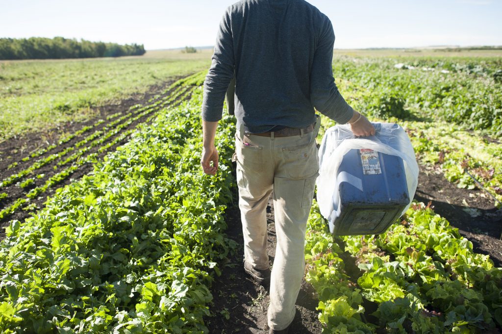 How To Start Farming In Alberta Young Agrarians