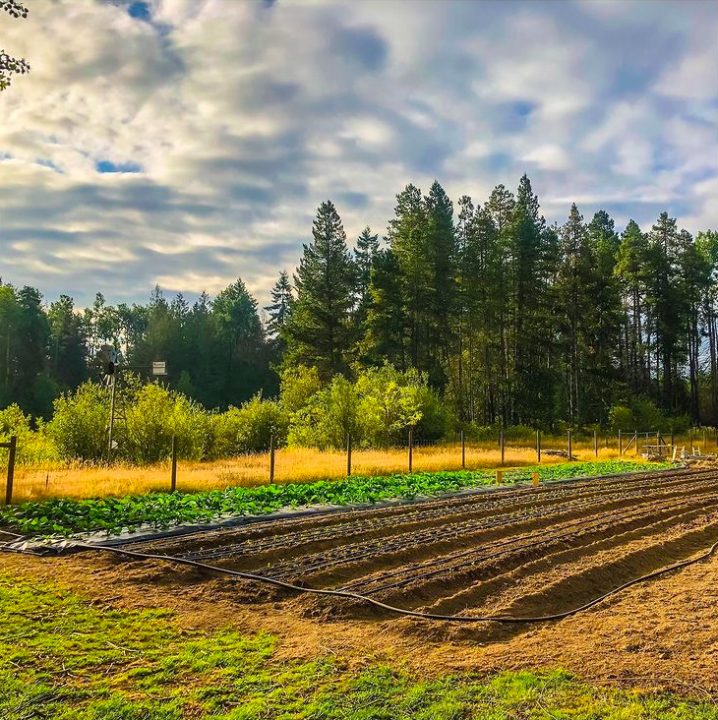 root renaissance farm