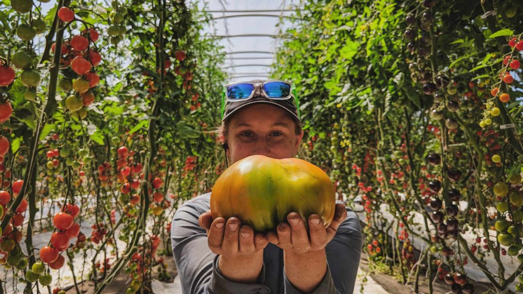 How to Select Vegetable Varieties for Greenhouse Growing