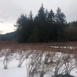 LAND OPPORTUNITY: 6 Acre Established Blueberry Orchard – Duncan, BC