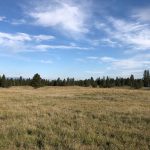 LAND OPPORTUNITY: 4 acres of pasture in Wycliffe