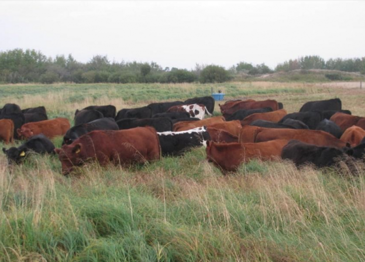 Cattle grazing in a slough during a dry year is one example of Using Regenerative Practices to Restore Farm Ecosystems