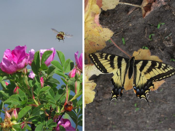 Native pollinators include bumble bees and butterflies