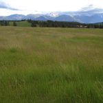 LAND OPPORTUNITY: 45 acres for hay production in Wycliffe