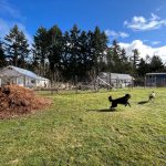 LAND OPPORTUNITY: Growing Space with Shared Greenhouse and Seasonal Cabin – Cobble Hill, BC