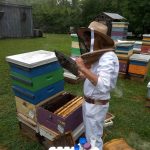 INTERNSHIP: LOWER MAINLAND, BC – Honey bee biology intern