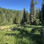 LAND OPPORTUNITY: 5 acre farm outside Quesnel, BC