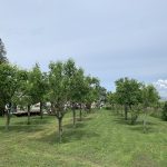 LAND OPPORTUNITY: FRUIT TREES – CHILLIWACK, BC